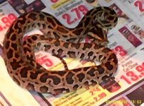 dwarf burmese python - 543.jpg
