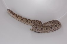 sid4.jpg