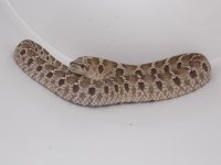 sid5.jpg