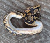 male yellowbelly 100dh ghost pied belly cropped.jpg