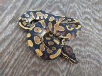 male yellowbelly 100dh ghost pied.jpg