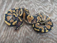 male yellowbelly 50dh ghost pied.jpg
