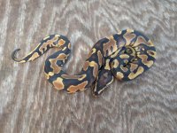 male fire yellowbelly 100dh ghost pied.jpg