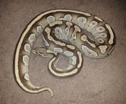 female adult fire mojave poss het ghost.jpg