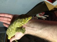 Leachie 1.jpg