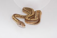 tigger4.jpg