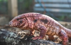 tegu-1-23.jpg