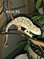 Male4.jpg