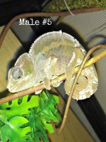 Male5.jpg