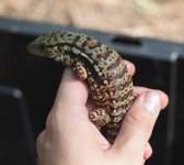 baby red tegus-1-11.jpg