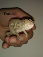 female.jpg