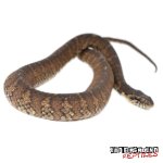 bandedwatersnake3.jpg