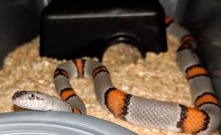 Gray banded female 2.jpg