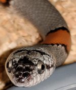 Gray banded female 3.jpg