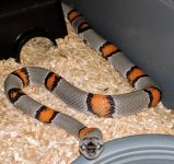 Gray banded female 1.jpg