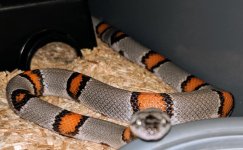 Gray banded female 4.jpg