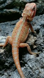 IMG_20180809_140225.jpg