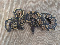 2018 dinker x dinker babies 2.jpg