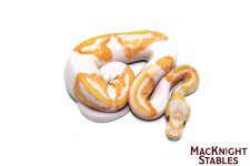 2C8287F9-2CCC-4C36-AECC-38DC03E29CBC.jpg