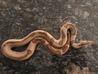 male hypo jungle BCI.jpg