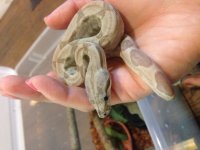 female ivory ghost BCI.jpg