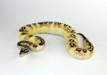 0.1 Pas Cali Fwy2 500g.jpg
