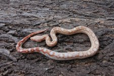 2018 Double Dose Sharp Albino Aztec 66% het. Snow 1a.jpg