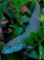 200px-Podarcis_sicula_klemmeri_from_Licosa_-_1471-2148-10-289-1d-left.png