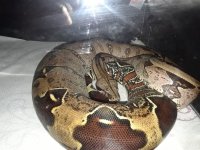 20180620_063141.jpg