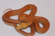 IMG_4999.jpg