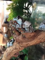 milkfrog.jpg
