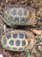 elongated males carapace.jpg