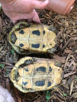 elongated Males plastron.jpg