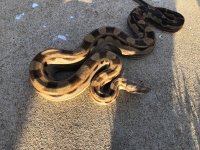 Anery Motley Het Kahl 2.jpg