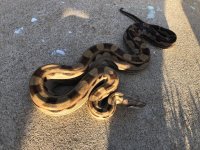Anery Motley Het Kahl.jpg