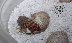 ocellata2018A.jpg