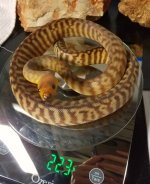woma2.jpg
