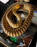 woma1.jpg