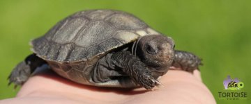 burmese mountain tortoise.jpg