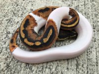 pied8.jpg