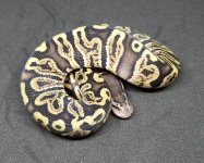 1.0 Pastel GHI_1_1.jpg