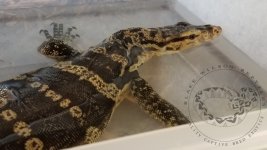 LogoLicious_20180426_082604.jpg