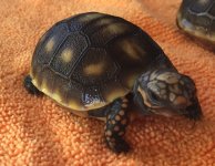 IMG_2599 (2).jpg