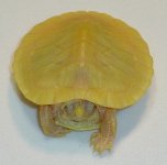 female albino pos het hybino $189.jpg