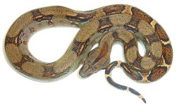 MALE COSTA RICAN BOA $149.jpg