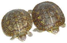 WOOD TURT $99.jpg