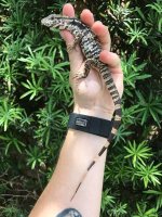 redtegu.JPG