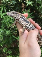 redtegu2.jpg
