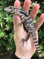 redtegu3.jpg