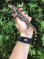 redtegu4.jpg